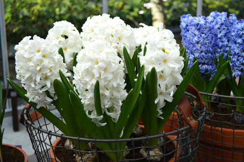 Cebulki hiacyntowe białe Carnegie Poland