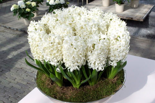 Żarówki hiacyntowe Carnegie białe