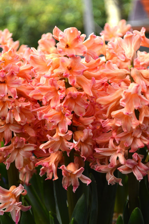 Cebulki kwiatowe Gipsy Queen Hiacynt Łosoś