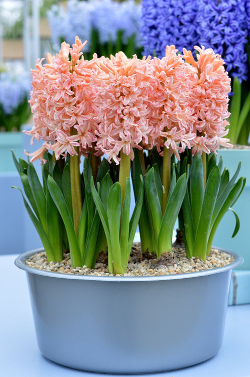 Cebulki kwiatowe pomarańczy i łososia Hiacynt Gipsy Queen