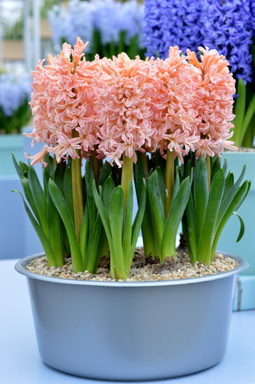 Cebulki kwiatowe pomarańczy i łososia Hiacynt Gipsy Queen