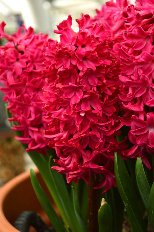 Kup cebulki hiacynta Jan Bos