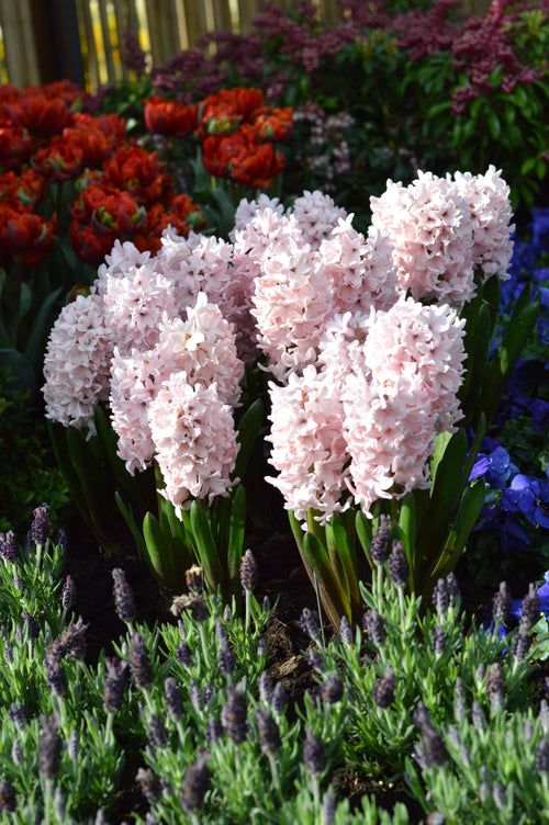 Cebulki hiacyntowe Pink Suprise