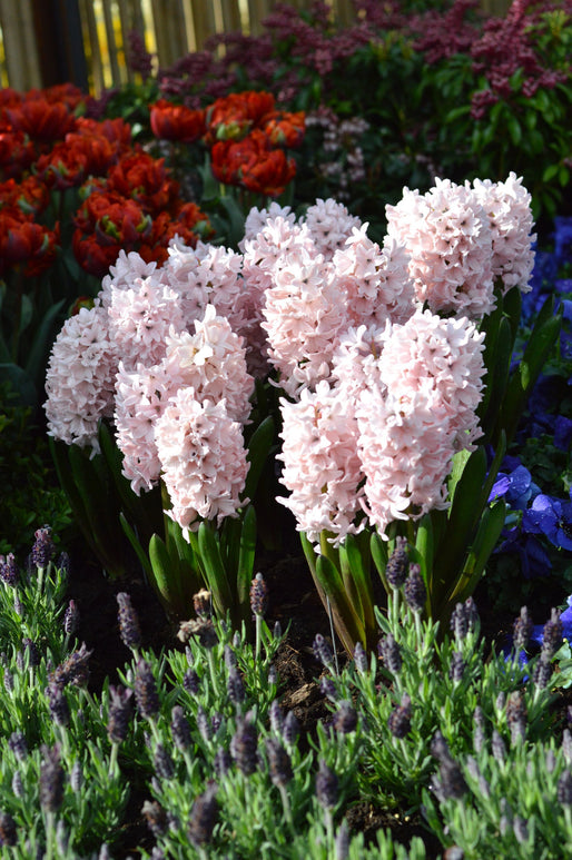 Cebulki hiacyntowe Pink Suprise