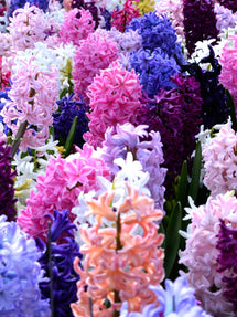 Hiacynt Empire State Mix