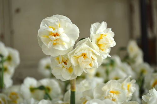 Narcyz Pachnący Bridal Crown