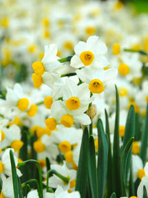 Mini Narcyz Canaliculatus