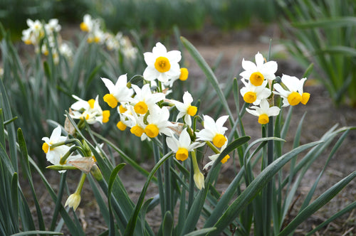 Mini Narcyz Canaliculatus