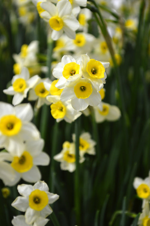Cebulki Narcyzów i Żonkili Canaliculatis