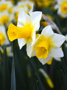 Mini Żonkil Golden Echo