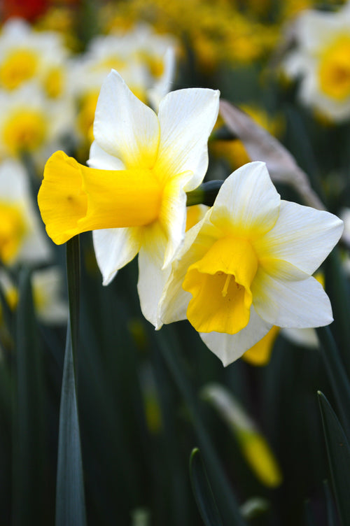 Żonkil-Narcyz cebulki narcyzów Golden Echo