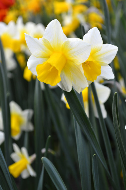 Cebulki żonkila Golden Echo