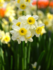 Narcyz Botaniczny Minnow