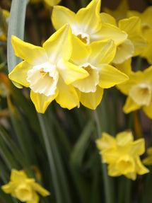 Miniaturowy Narcyz Pipit