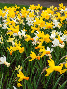 Kompozycja Żonkile karłowe na skalniak