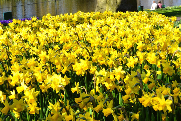 Narcyz 'Tete-a-Tete' (Narcissus 'Tete-a-Tete')