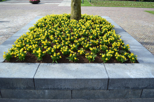 Narcyz 'Tete-a-Tete' (Narcissus 'Tete-a-Tete')