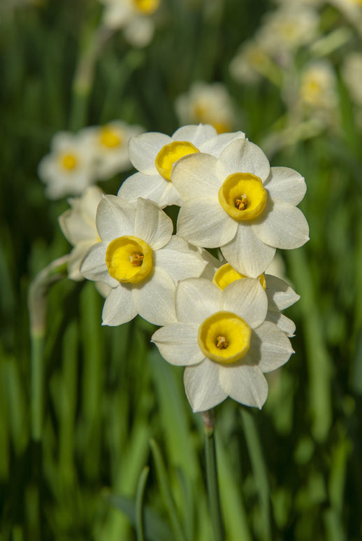 Narcyz wielokwiatowy Tazetta Minnow