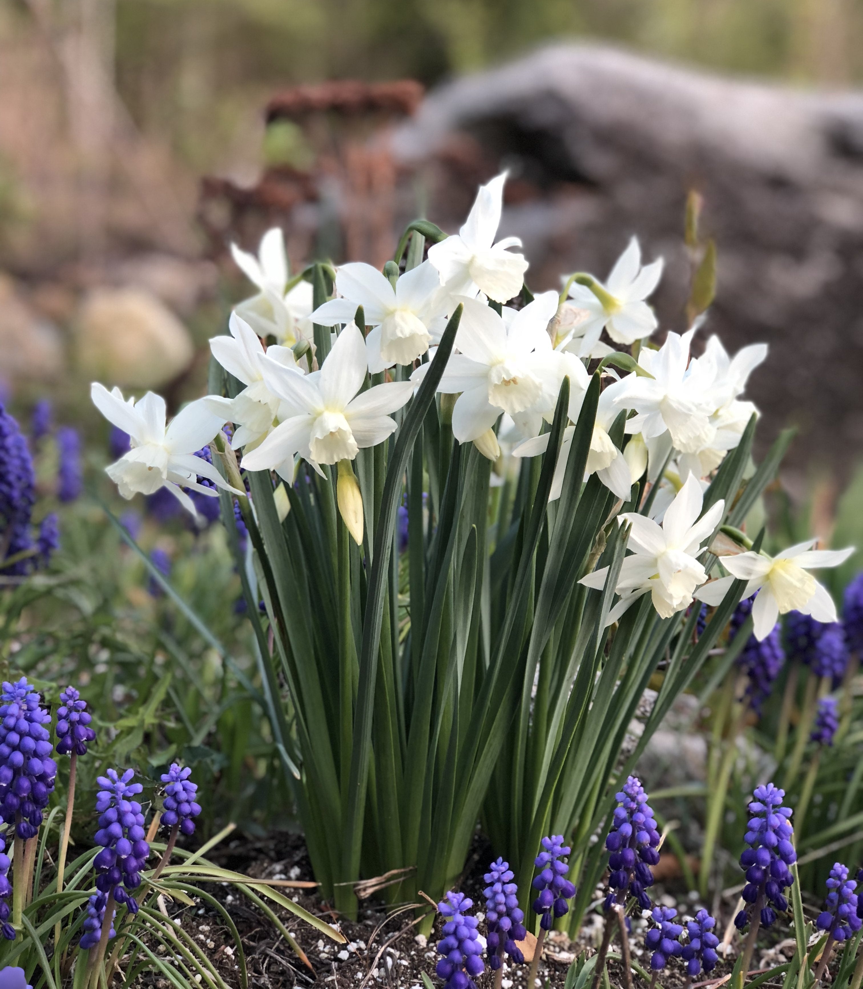 Narcissus triandrus 'Thalia' - Narcis