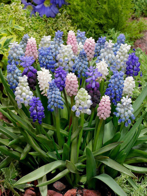 Muscari Magic Mix - Muscari-Szafirek cebulki niebieskie, białe, fioletowe i różowe