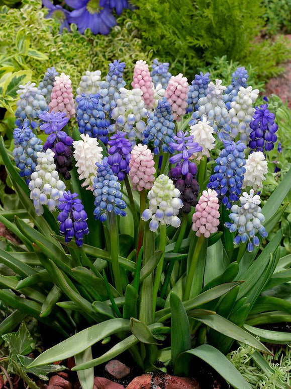 Muscari Magic Mix - Muscari-Szafirek cebulki niebieskie, białe, fioletowe i różowe