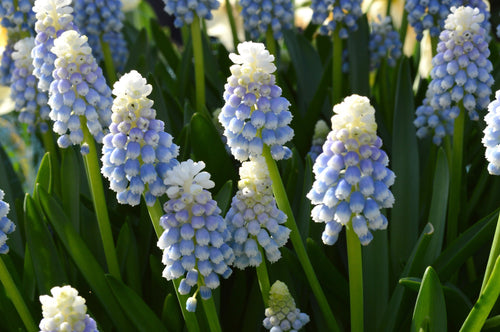 Szafirek Auchera 'Mount Hood' Muscari armeniacum