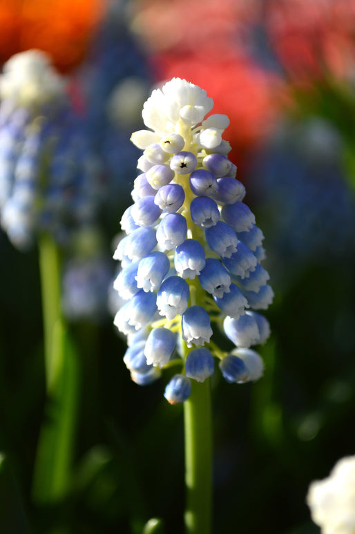 Szafirek (Muscari) 'Mount Hood' | Cebule
