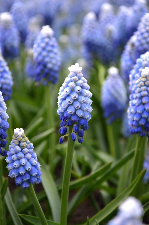 Muscari-Szafirek cebulki szafirków