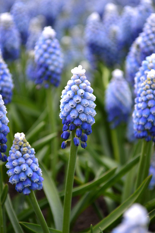 Muscari-Szafirek cebulki szafirków