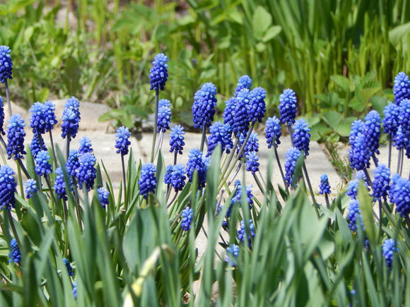 Szafirek (Muscari) Ocean Magic
