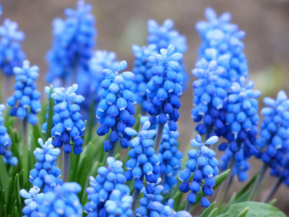 Muscari - Szafirek Ocean Magic