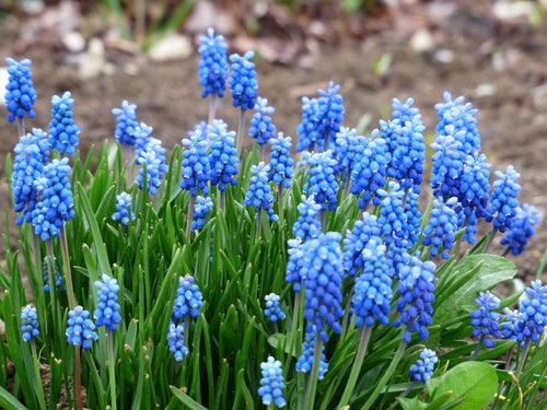 Zamów najwyższej wielkości cebule Muscari Ocean Magic w DutchGrown™