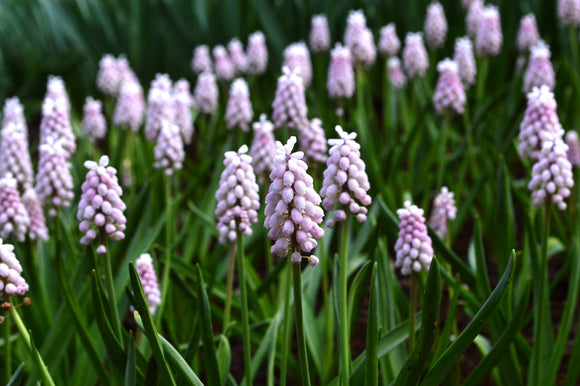 Różowe cebulki Muscari