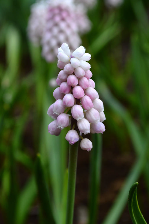Szafirek (Muscari) 'Pink Sunrise'