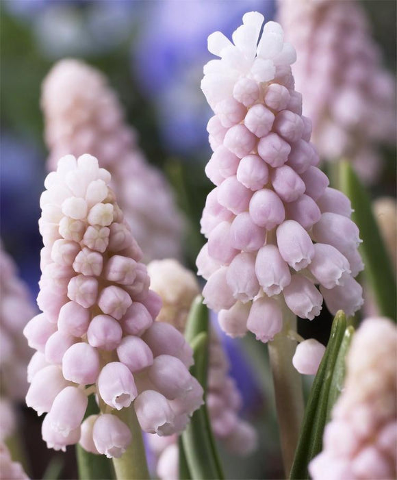 MUSCARI SZAFIREK PINK SUNRISE różowy