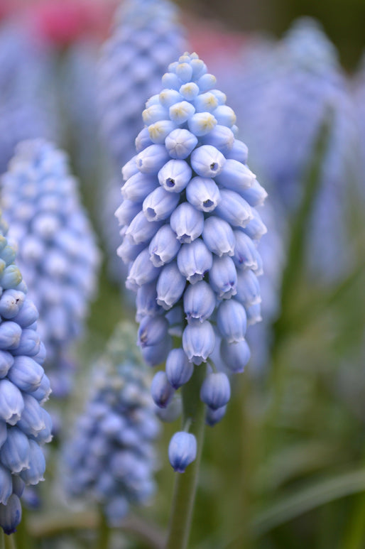 Szafirek armeński 'Valerie Finnis' (Muscari armeniacum)