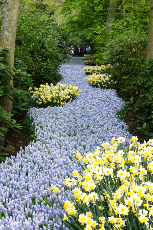 Szafirek armeński - Muscari armeniacum Valerie Finnis