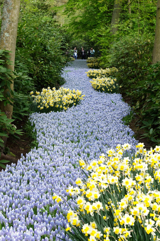 Szafirek armeński - Muscari armeniacum Valerie Finnis