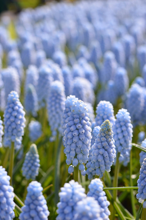 Muscari armeniacum 'Valerie Finnis'