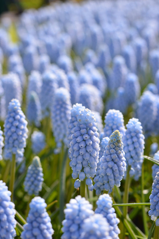 Muscari armeniacum 'Valerie Finnis'