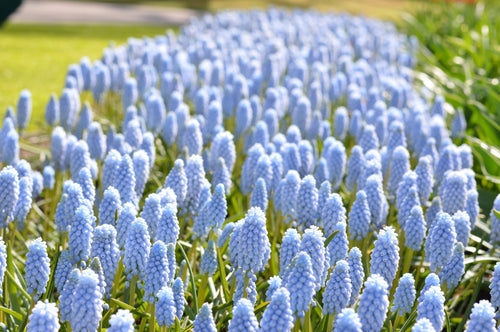 Szafirek (Muscari) Valerie Finnis