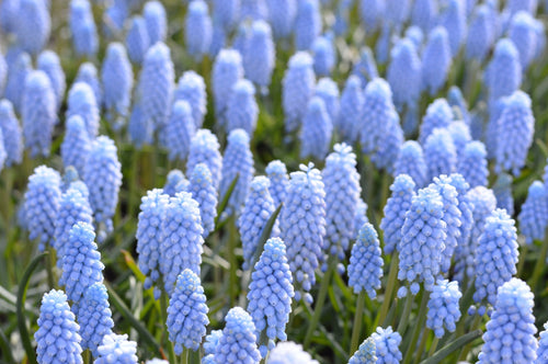 Muscari valerie finnis | Cebulki kwiatowe