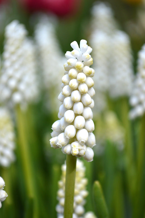MUSCARI SZAFIREK BIAŁY WHITE MAGIC
