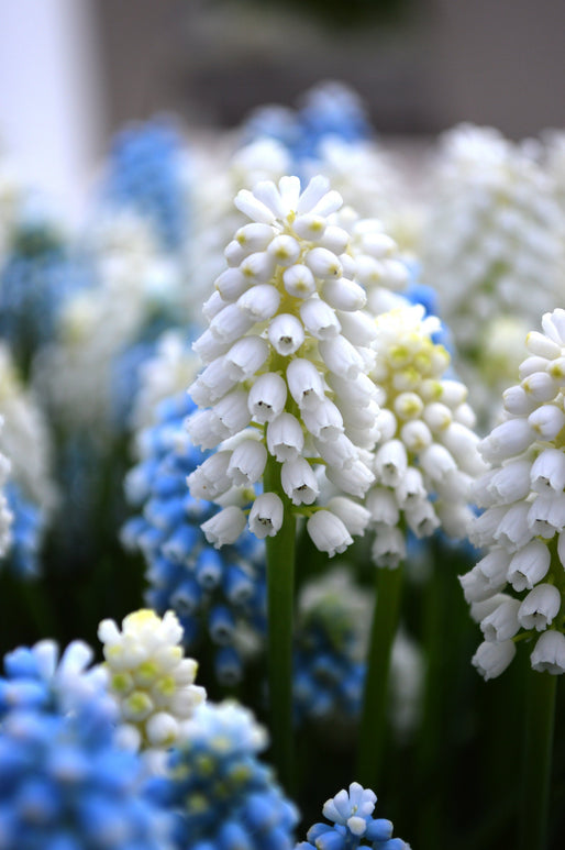 Szafirek Auchera 'White Magic' · Muscari aucheri