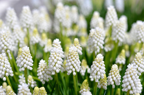 Muscari - Szafirek White Magic