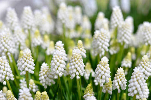 Muscari - Szafirek White Magic