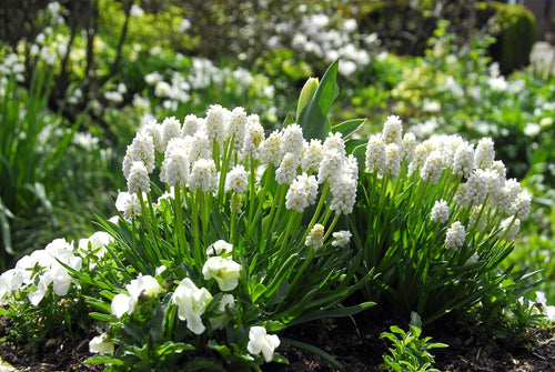 Muscari Aucheri White Magic ®
