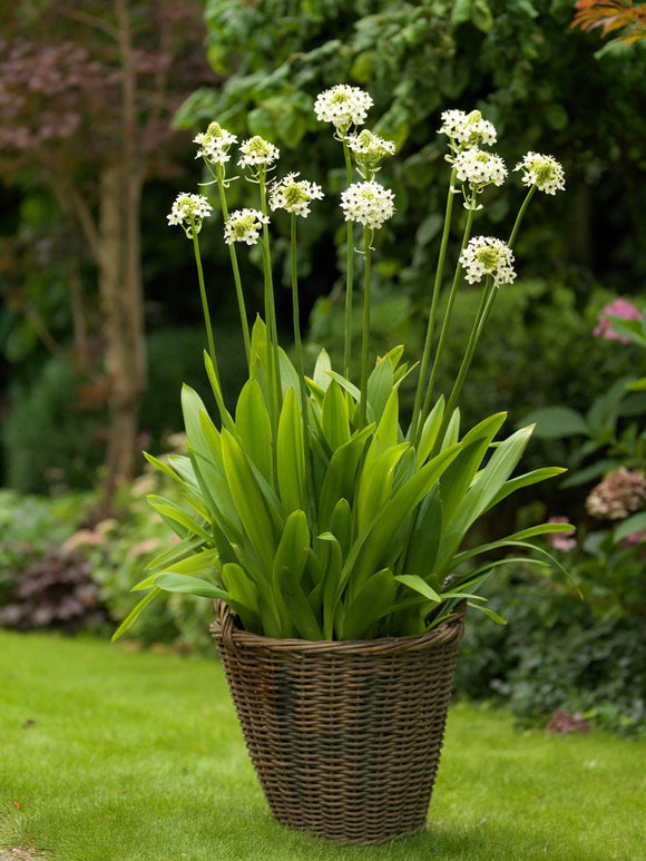 Śniedek arabski (Ornithogalum Arabicum) • Rośliny cebulowe