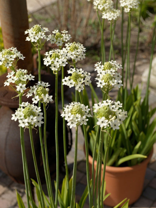 Śniedek arabski (Ornithogalum)