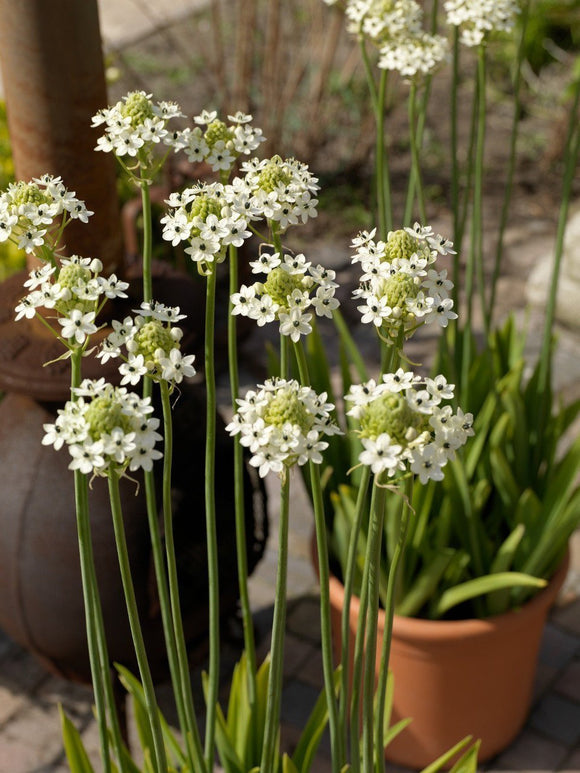Śniedek arabski (Ornithogalum)